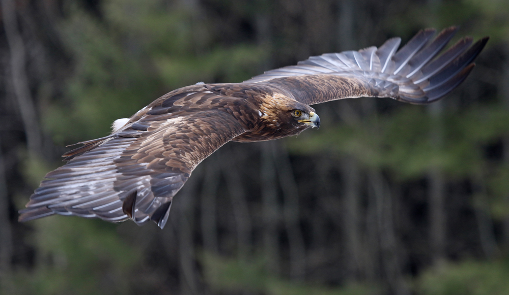 A Golden Eagle (Aquila chrysaetos) flying through the air.