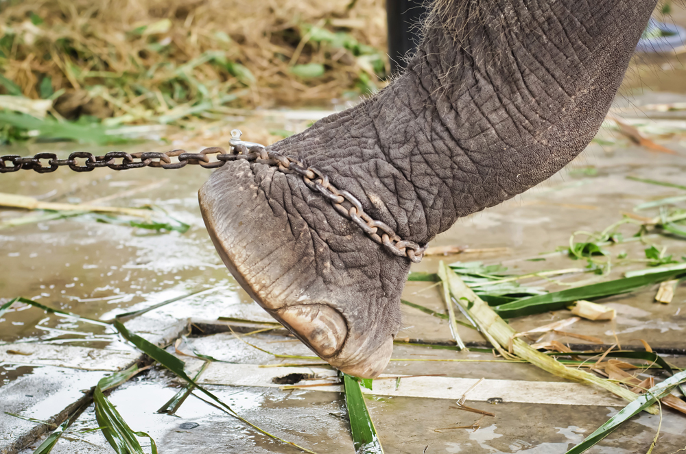 Closeup of sad elephant's foot tied to a chain